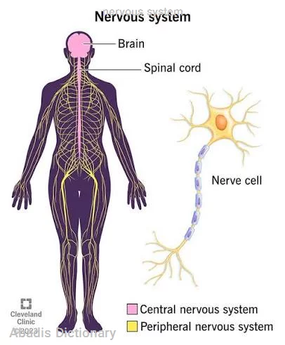 nervous system